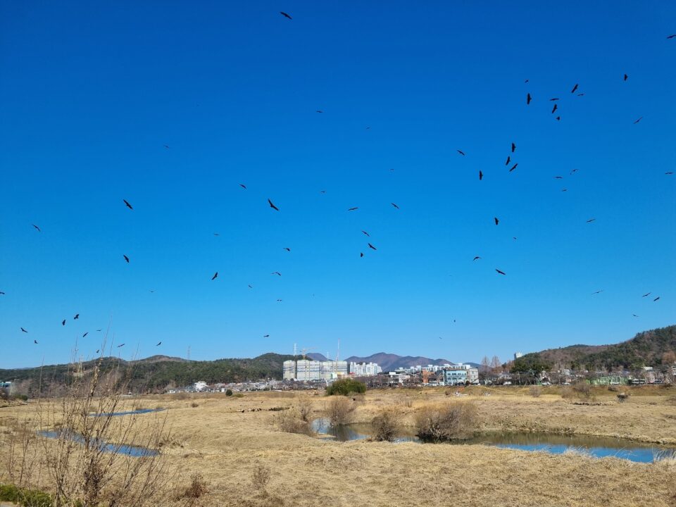 Ulsan Vulture